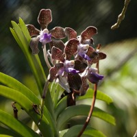 Vanda tessellata (Roxb.) Hook. ex G.Don